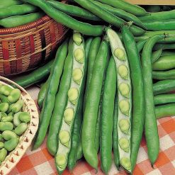 Suttons Broad Bean Giant Exhi Longpod - Image