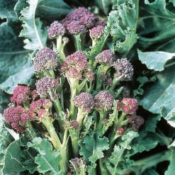 Suttons Broccoli Purple Sprouting - Image