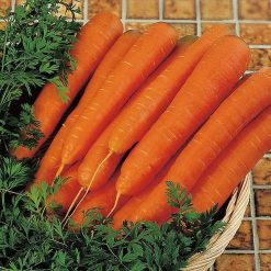 Suttons Carrot Resistafly F1 - Image