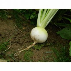 Limagrain Rondo Stubble Turnip Seeds - Image